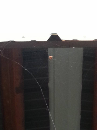 Illustration for article titled Terrifyingly Brilliant Spider Creates Stunningly Advanced Web